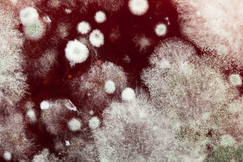 Identifique os diferentes tipos de mofo